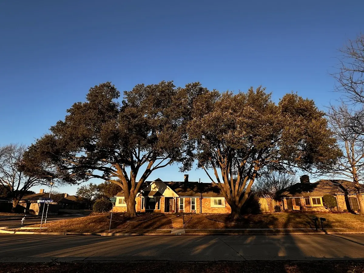 Established residential canopy tree shading a home in Waterville